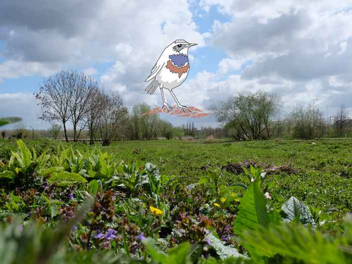 Anna's tuin en ruigte