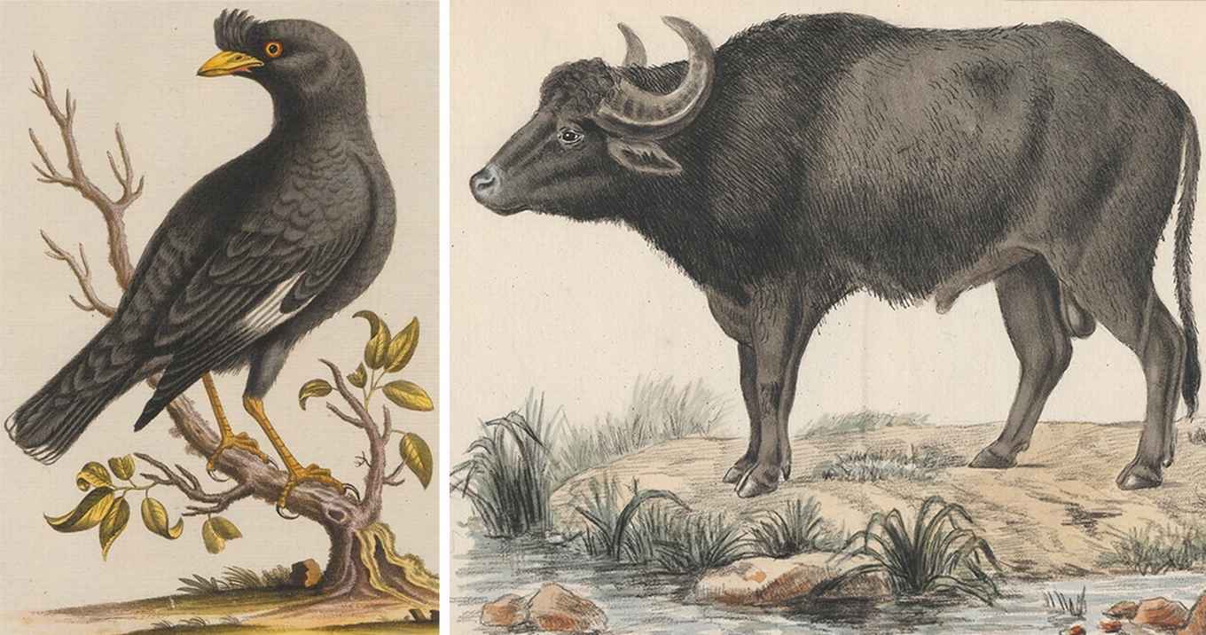 Iconographia Zoologica